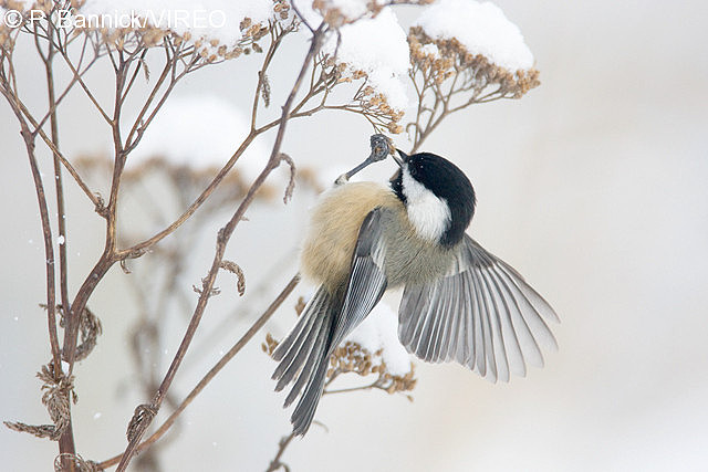 Black-capped Chickadee b53-2-001.jpg